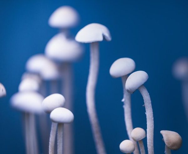 hongos 2